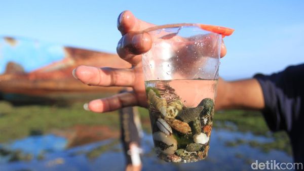 Foto: Nostalgia Masa Kecil, Cari Kelomang di Pangandaran