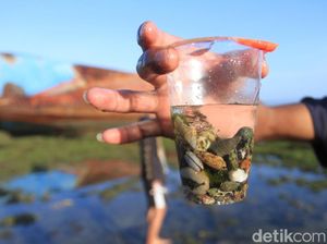 Foto: Nostalgia Masa Kecil, Cari Kelomang di Pangandaran Foto: Nostalgia Masa Kecil, Cari Kelomang di Pangandaran
