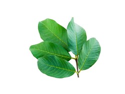 7 Manfaat Daun Jambu Biji, dari Cegah Diabetes hingga Obesitas