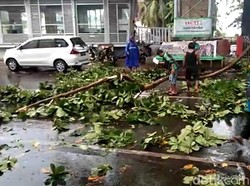 Dahan Pohon Tumbang Depan Pantai Losari Makassar Sempat Bikin Macet