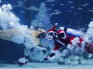 Aksi Sinterklas-Putri Dayung Sambut Natal di Akuarium Seoul