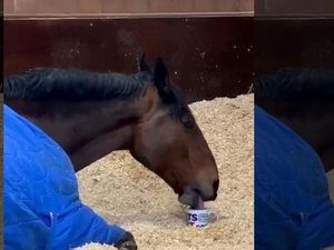 Kejadian Langka! 5 Hewan Ini Doyan Minum Teh, Kopi hingga Bir