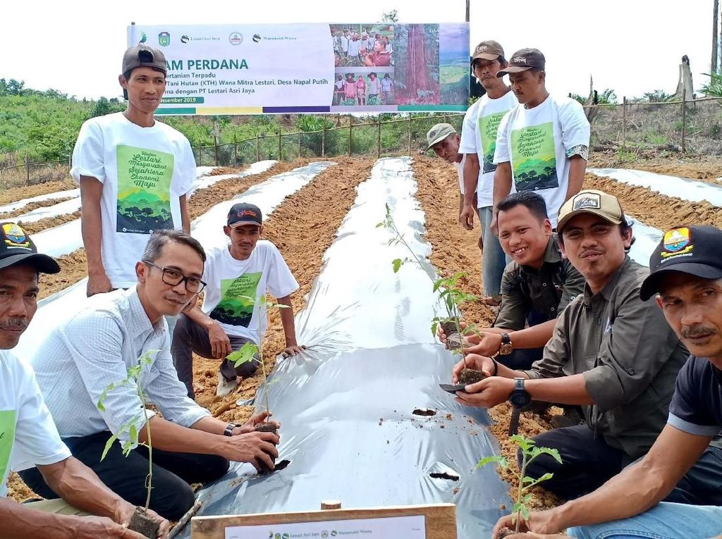 Mengintip Pertanian Terpadu di Tengah Hutan Mengintip Pertanian Terpadu di Tengah Hutan
