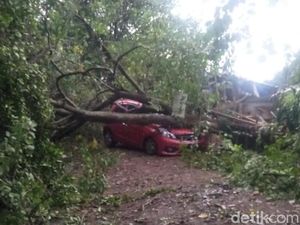 Hujan Lebat, Pohon Tumbang Timpa Mobil di Bogor