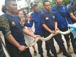 Petugas Damkar Makassar Evakuasi Ular Piton 4 Meter di Rumah Kosong