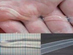 Viral Binatang Transparan di Air Minum Bisa Bikin Sakit, Ini Faktanya