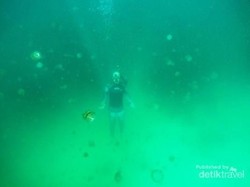 Ada Danau Ubur-ubur Tanpa Sengat di Pulau Kakaban