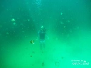 Ada Danau Ubur-ubur Tanpa Sengat di Pulau Kakaban Ada Danau Ubur-ubur Tanpa Sengat di Pulau Kakaban