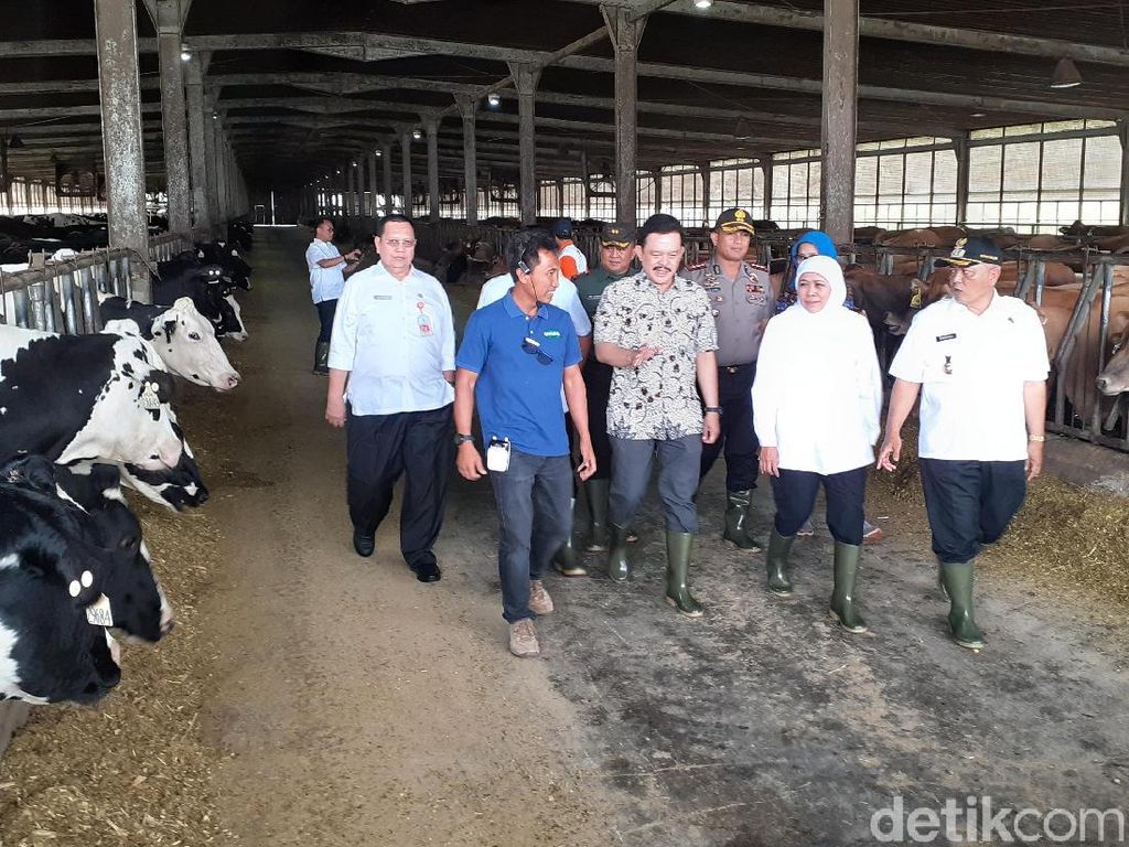 Ini Langkah Khofifah Kurangi Impor Susu di Jawa Timur Ini Langkah Khofifah Kurangi Impor Susu di Jawa Timur