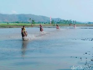 Melihat Pacuan Kuda Lumpur Cilik dari NTB