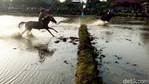 Foto: Balapan Kuda Lumpur dan Joki Cilik NTB