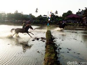 Foto: Balapan Kuda Lumpur dan Joki Cilik NTB
