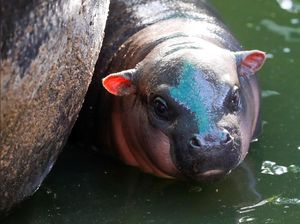 Ayo Voting Nama untuk Bayi Kuda Nil Ini