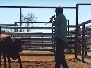 TV Israel Siarkan Rekaman Perlakuan Kejam terhadap Ternak di Australia Barat