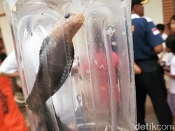 Ular Kobra Berkeliaran di Perumahan Citayam Bogor