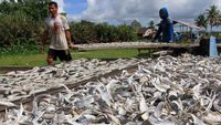 Produksi Ikan Asin di Aceh Barat Meningkat