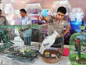 Satwa Dilindungi Milik Warga Pasuruan Diamankan,Termasuk 4 Buaya