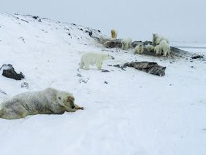 Puluhan Beruang Kutub Masuk Desa di Rusia untuk Cari Makan, Warga Resah