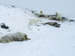 Puluhan Beruang Kutub Masuk Desa di Rusia untuk Cari Makan, Warga Resah