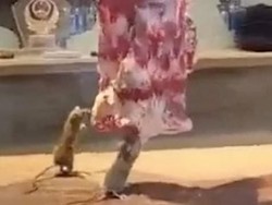 Bikin Mual! Tikus Ini Tertangkap Makan Daging Sapi yang Digantung di Restoran