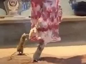 Bikin Mual! Tikus Ini Tertangkap Makan Daging Sapi yang Digantung di Restoran Bikin Mual! Tikus Ini Tertangkap Makan Daging Sapi yang Digantung di Restoran