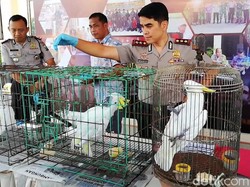 BKSDA Jatim Amankan Satwa Dilindungi Milik Warga Pasuruan