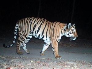 Kisah Harimau Jomblo, Jalan Ribuan Kilometer Cari Pasangan
