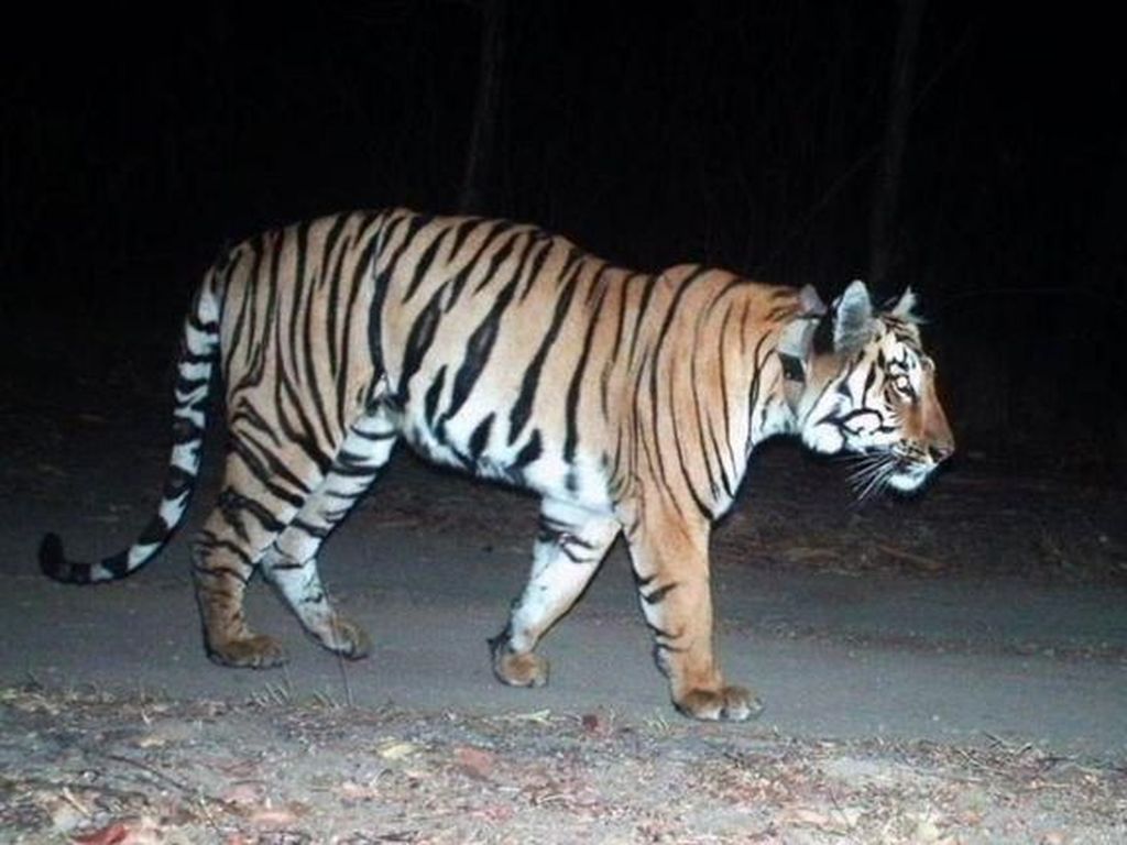 Kisah Harimau Jomblo, Jalan Ribuan Kilometer Cari Pasangan Kisah Harimau Jomblo, Jalan Ribuan Kilometer Cari Pasangan