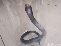 Khawatir Warga Citayam Bogor Induk Kobra Masih Meneror