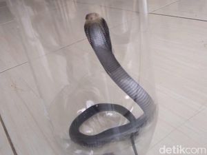 Teror Belum Usai, Induk Kobra di Citayam Masih Mengintai Teror Belum Usai, Induk Kobra di Citayam Masih Mengintai