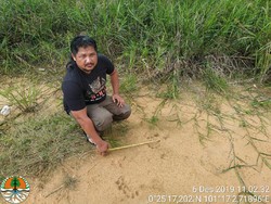 Camera Trap Dipasang di Lokasi Jejak Harimau di Kampar Riau