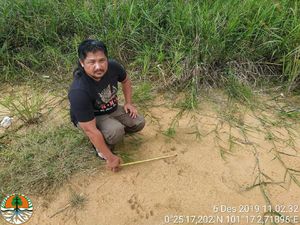 Jejak Harimau Kembali Muncul di Dekat Permukiman Warga Kampar Riau Jejak Harimau Kembali Muncul di Dekat Permukiman Warga Kampar Riau