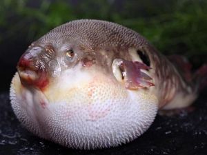 Ikan Buntal: Bisa Kayak Balon, Beracun, dan Tak Bisa Sembarangan Dimakan! Ikan Buntal: Bisa Kayak Balon, Beracun, dan Tak Bisa Sembarangan Dimakan!