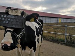 Terjebak di Musim Dingin, Sapi Dipakaikan Kacamata VR