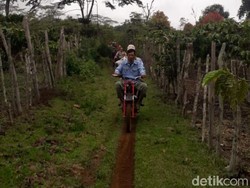 2 Orang di Sumsel Tewas Diterkam Harimau, Warga Diimbau Pakai Topeng ke Hutan