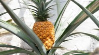 Ini Dia Nanas Super Mahal dari Inggris Seharga Rp 18,4 Juta per Buah!