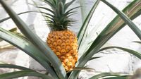 Ini Dia Nanas Super Mahal dari Inggris Seharga Rp 18,4 Juta per Buah!