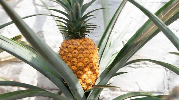 Ini Dia Nanas Super Mahal dari Inggris Seharga Rp 18,4 Juta per Buah!
