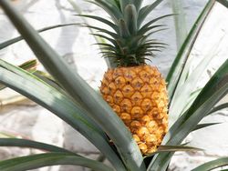 Ini Dia Nanas Super Mahal dari Inggris Seharga Rp 18,4 Juta per Buah!