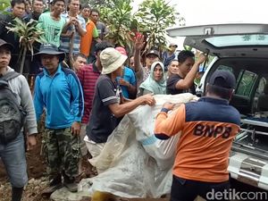 Petani Tewas Diterkam Harimau, BKSDA: Ada 4 Ekor di Pagaralam-Lahat