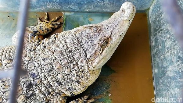 Buaya Hingga Trenggiling Diamankan Polisi di Pasuruan