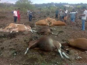 Belasan Sapi Mati Tersambar Petir di Kupang Belasan Sapi Mati Tersambar Petir di Kupang