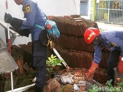 Warga Sebut Sudah 20 Anak Ular Kobra Ditangkap di Perumahan Citayam Bogor