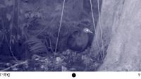 Foto: Spesies Burung Langka Ditemukan di Sulawesi Selatan