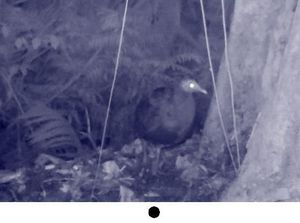 Foto: Spesies Burung Langka Ditemukan di Sulawesi Selatan