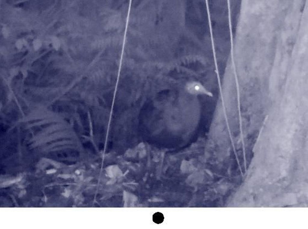 Spesies Burung Langka Terekam Kamera di Sulawesi Selatan Spesies Burung Langka Terekam Kamera di Sulawesi Selatan