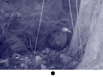 Foto: Spesies Burung Langka Ditemukan di Sulawesi Selatan