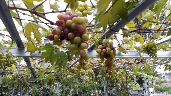 Foto: Secercah Inspirasi dari Kampung Anggur Bantul