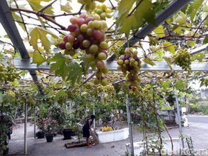 Foto: Secercah Inspirasi dari Kampung Anggur Bantul