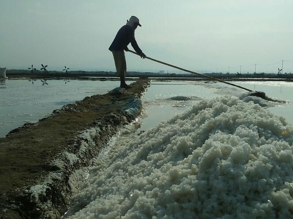 Tak Kunjung Laku, Harga Garam di Cirebon Anjlok Rp 100/Kg Tak Kunjung Laku, Harga Garam di Cirebon Anjlok Rp 100/Kg